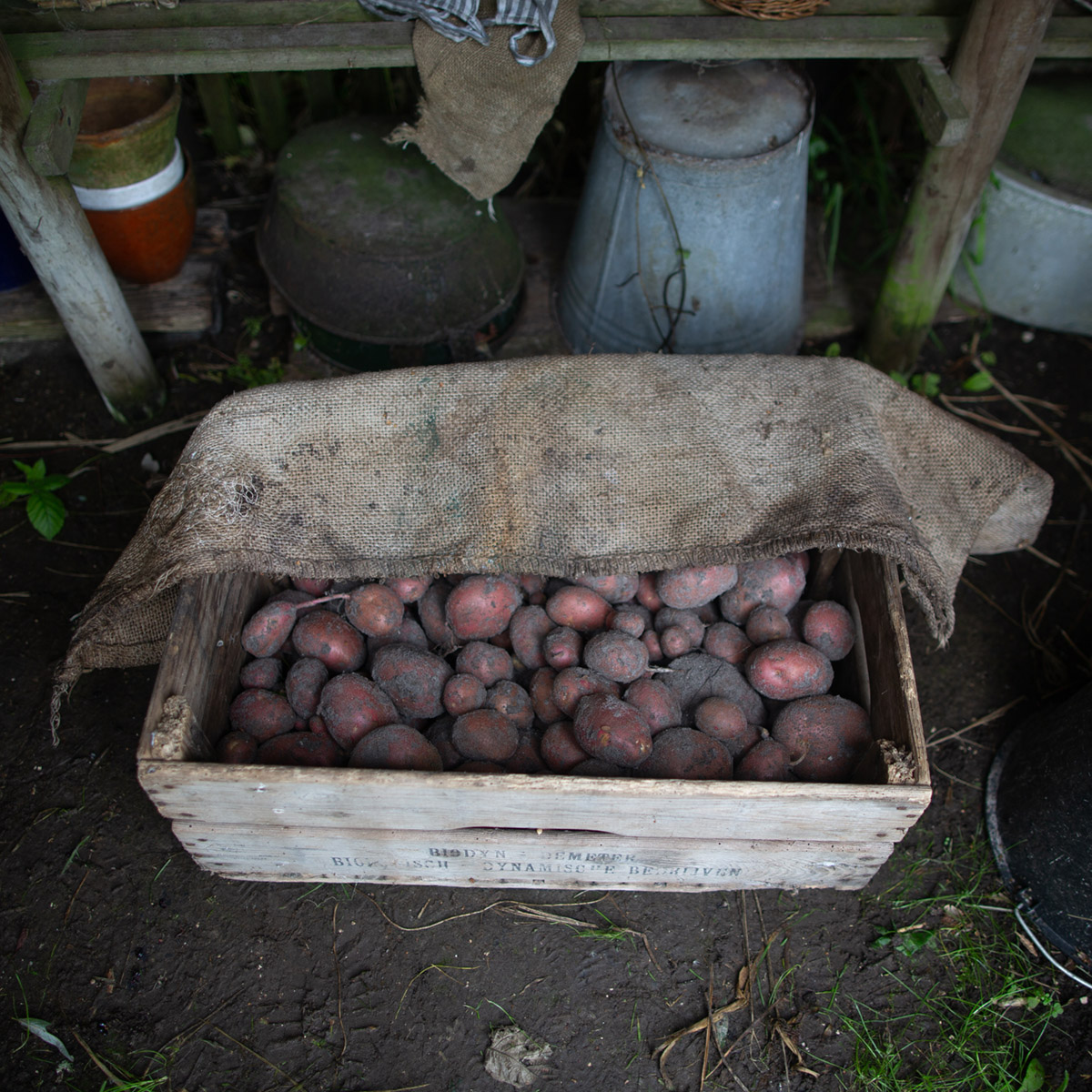 Aardappels liggen knus onder een jute zak