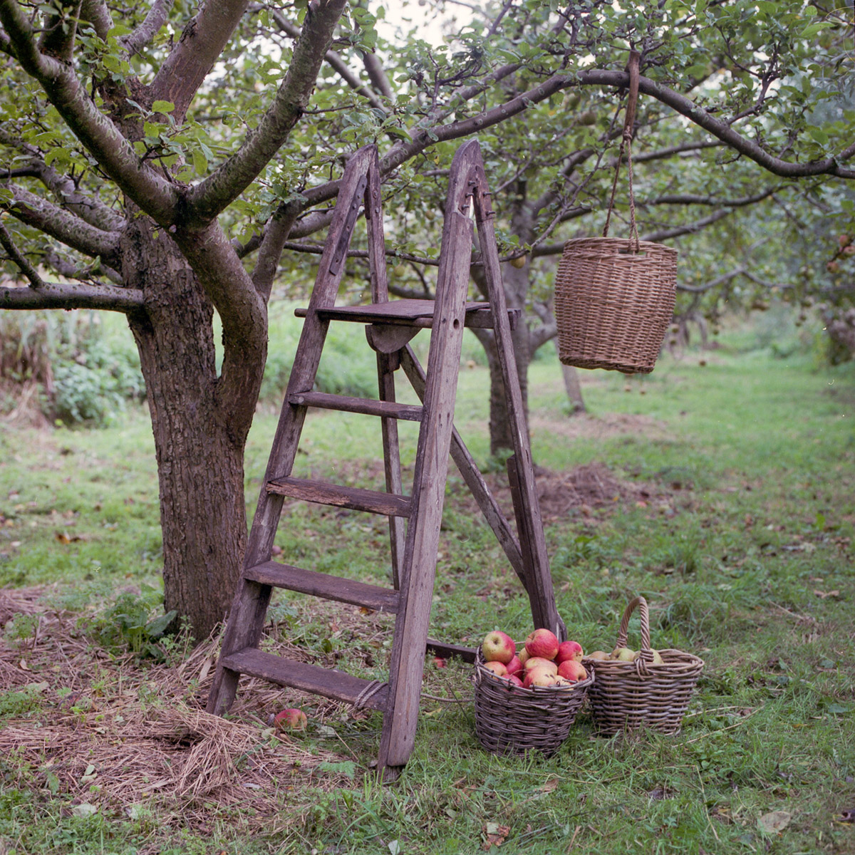 De laatste appels worden geplukt