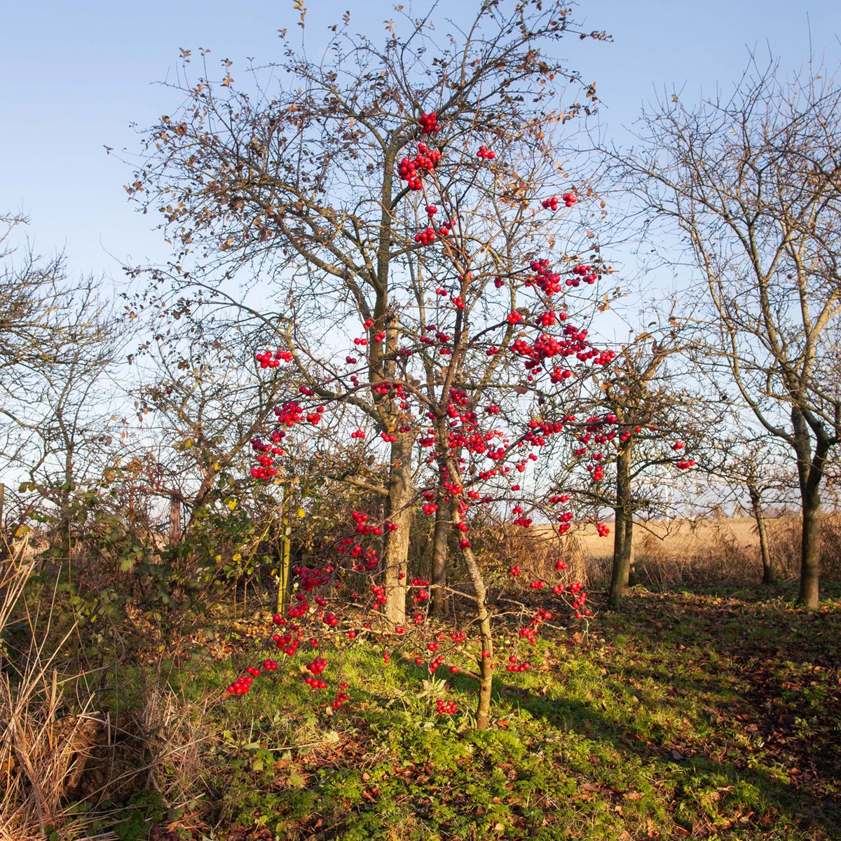 Rijpe lijsterbessen in de boomgaard