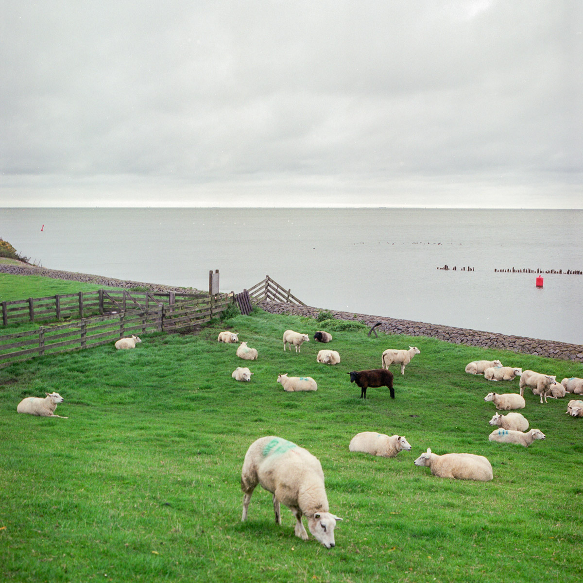 Schapen van de buurman op de dijk