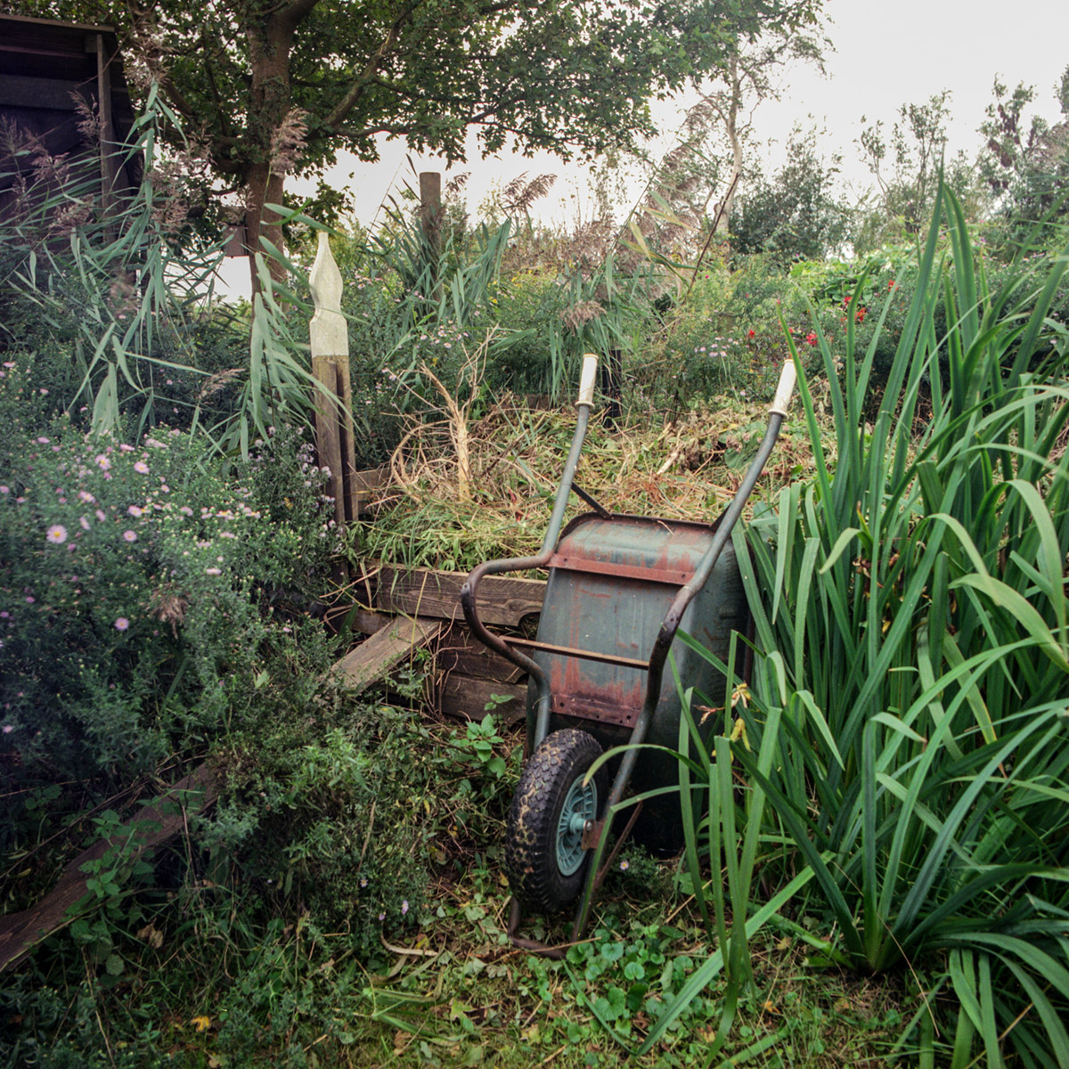 Kruiwagen bij de composthoop in de moestuin