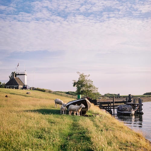 De Hylperdyk, met de vuurtore, het IJsselmeer, de steiger en de schapen