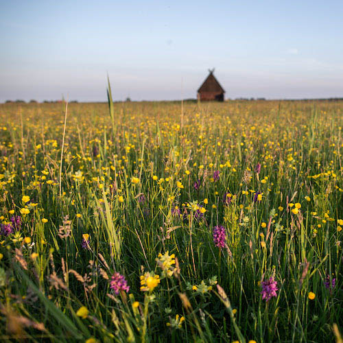 Klaprozen in hey veld