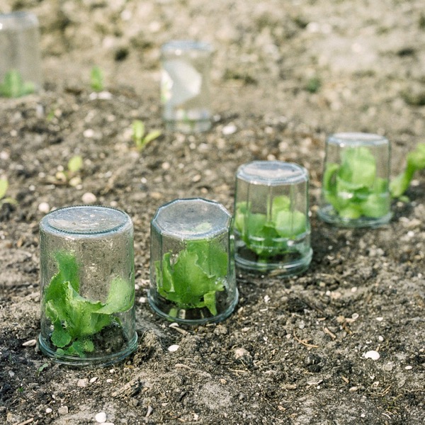 Foto van jam potjes die als mini kassen over plantjes staan