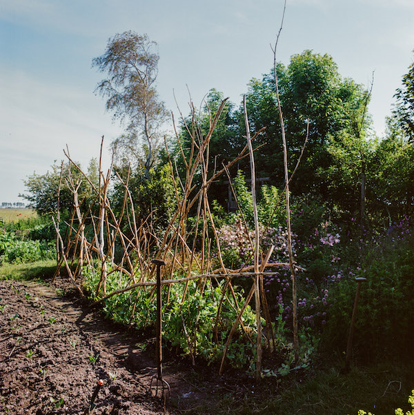 Foto van de moestuin in vroege bloei