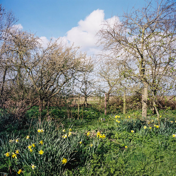 Foto van narcissen in de boomgaard