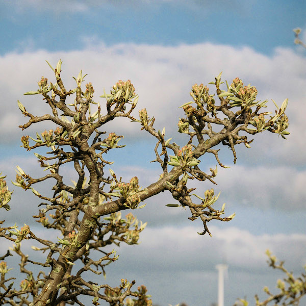 Fot van de bloesem in de Appelboom in knop