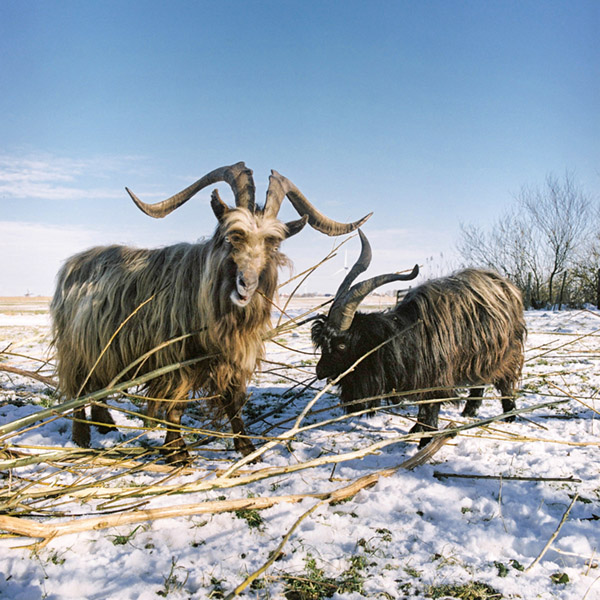 Foto van de Hollandse landgeiten Teake en Eelke, knabbelend aan wat takken in een besneeuwd veld