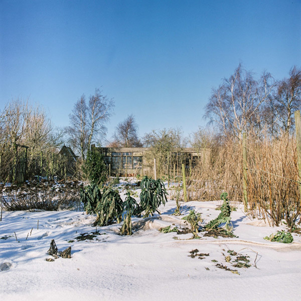 Foto van de moestuin met wat kolen die nog groeien