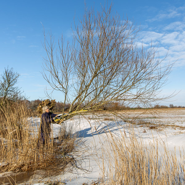 Foto van Cornelie die de wilgen aan het snoeien is