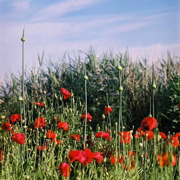 Klaprozen in het veld