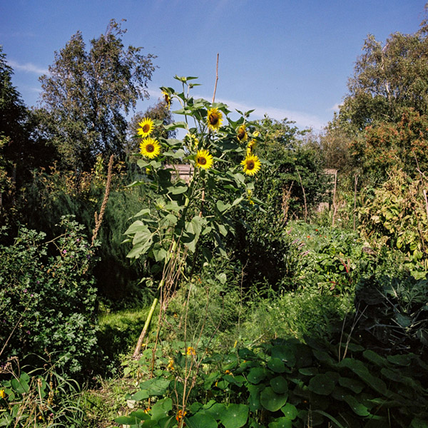 Zonnebloemen