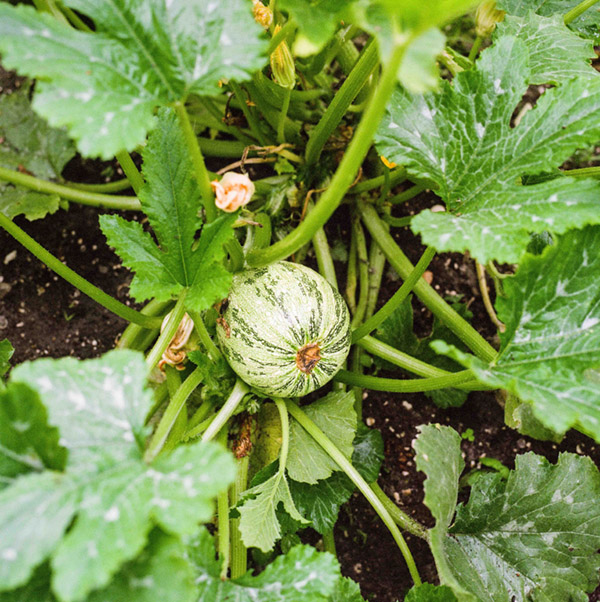 Ronde courgette (tondo de nice)