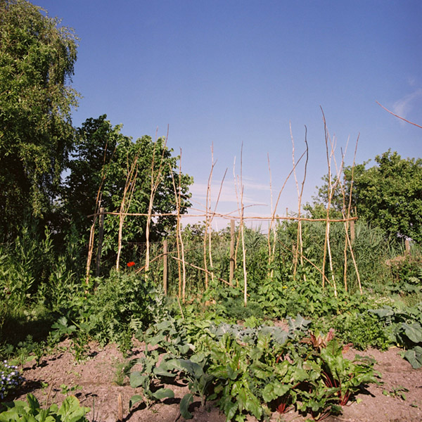 Stokken in de moestuin