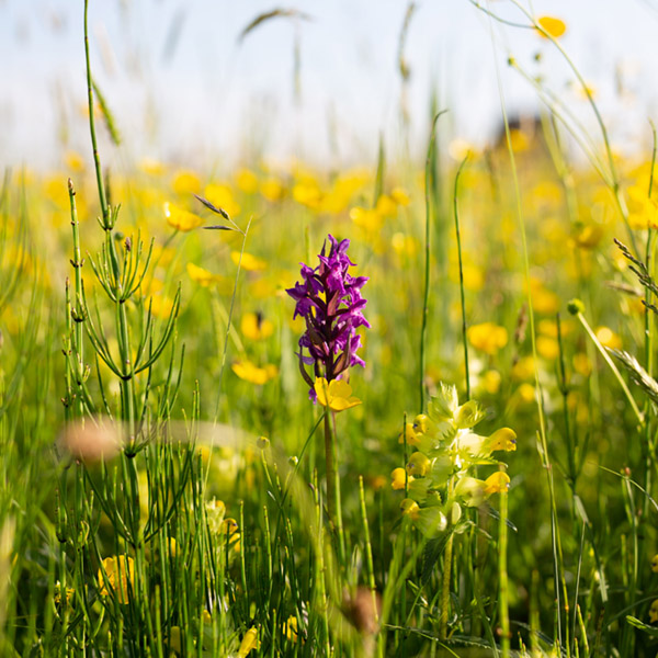 Brede orchis